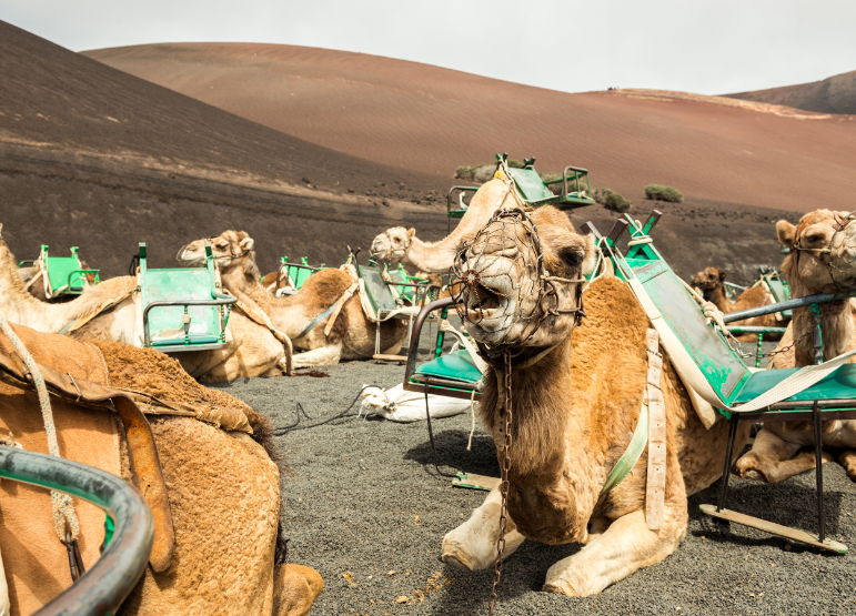 Sahara Desert trekking with camels in Morocco